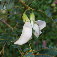 Sesbania grandiflora